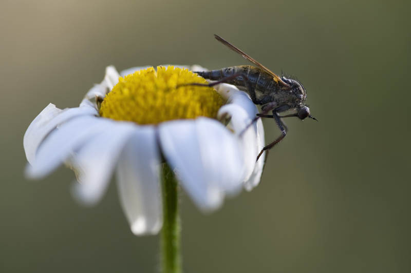 Empididae?